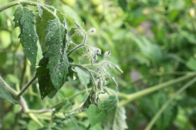 Tomaten-Schädlinge: Blattläuse, schwarze Fliegen & Co. an Tomaten bekämpfen