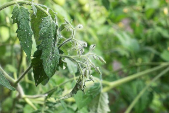 Tomaten-Schädlinge: Blattläusen & Co. natürlich bekämpfen