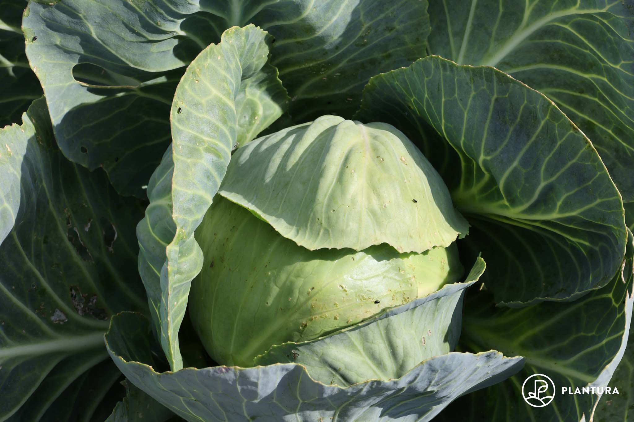 Weißkohl anbauen: Aussaat, Pflege und Erntezeit