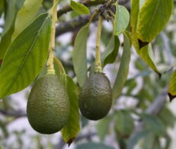 Avocados Am Baum