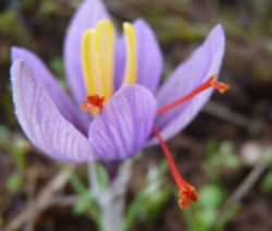 Blüte Mit Roter Narbe