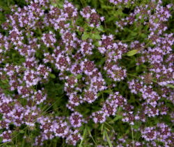 Blütenmeer Thymian