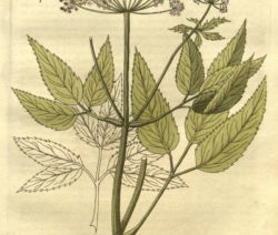 Botanik Giersch