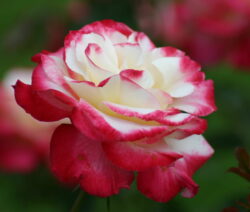 Double Delight 2