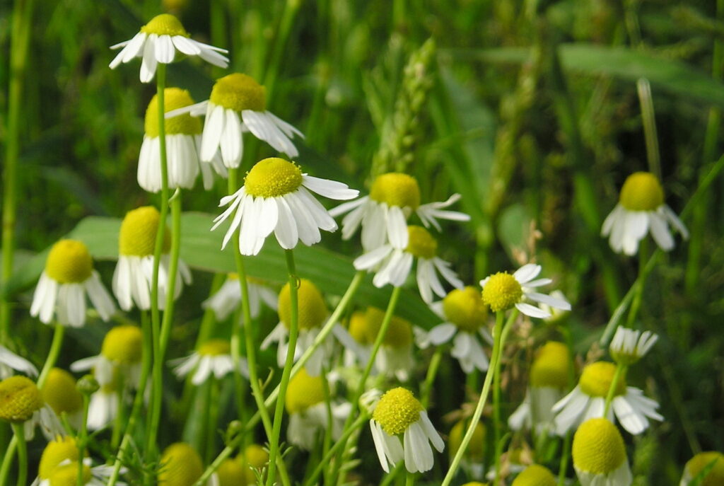 Kamille Anbau des Heilkrautes im eigenen Garten Plantura