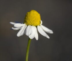 Einzelblüte echte Kamille