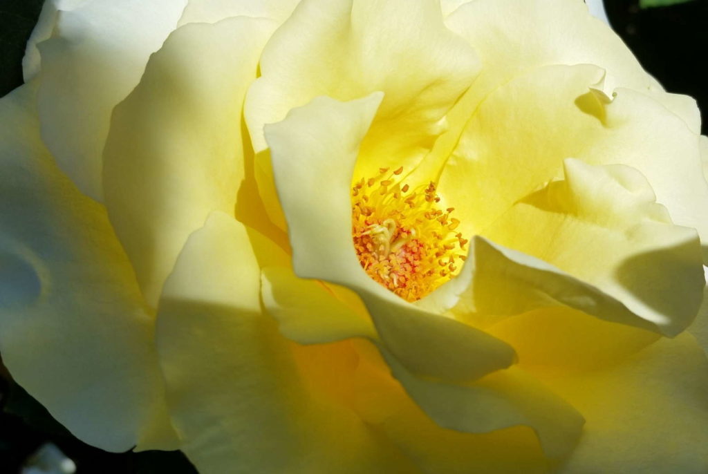 Elina Rose morbide Rose