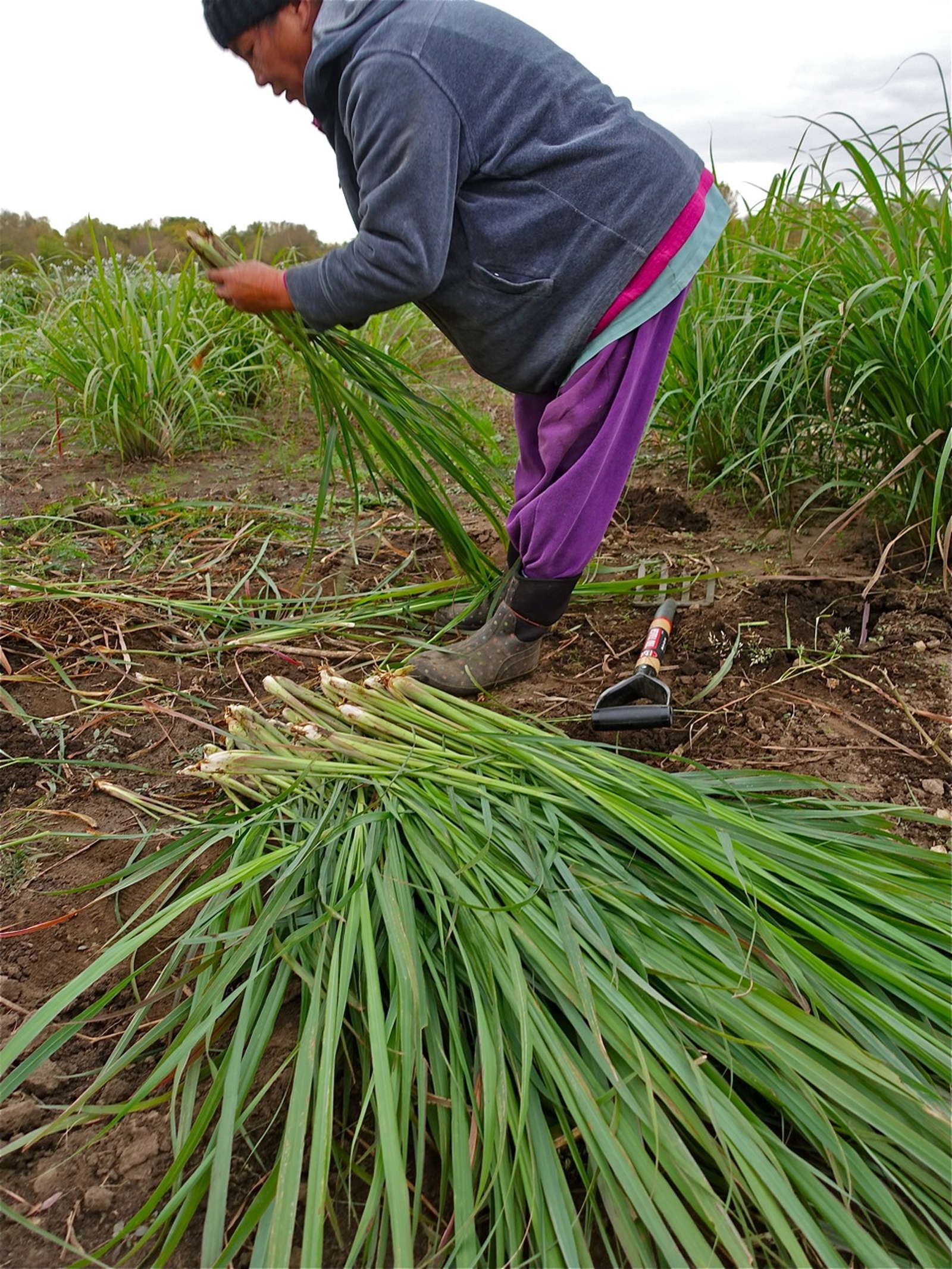 Zitronengras: Richtig ernten und lagern - Plantura