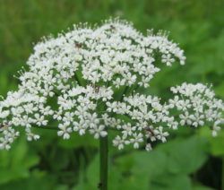 Gierschblüte1