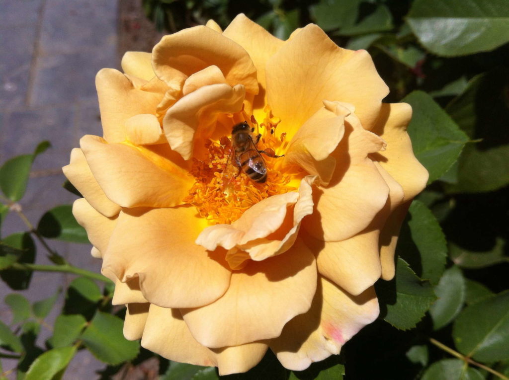 Honey Dijon morbide Rose