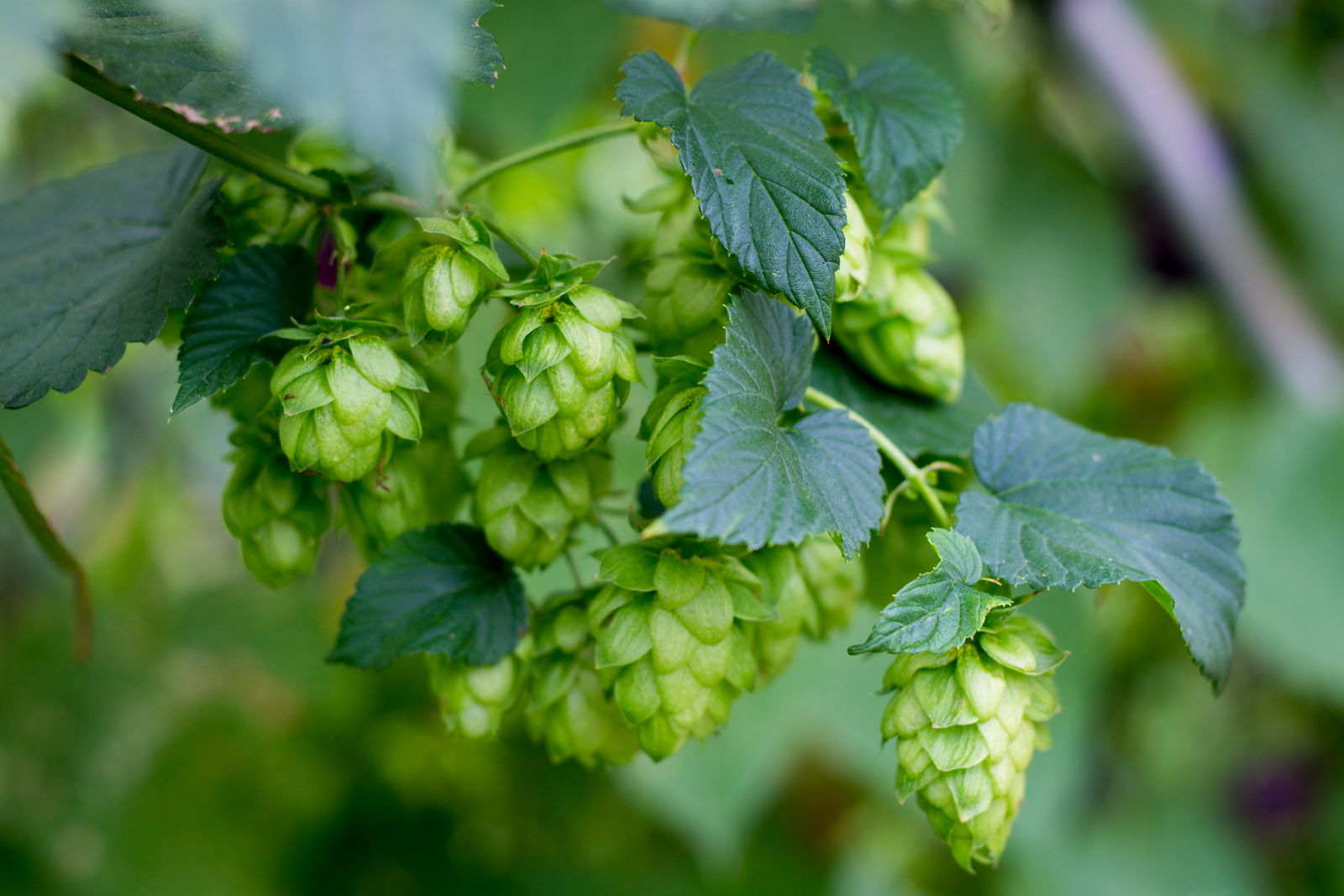 Hopfen Die Pflanze Des Bieres Selbst Anbauen Plantura