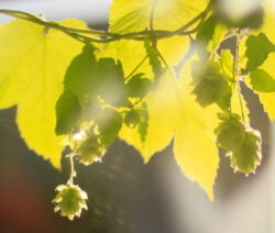 Hopfen Blatt Und Ähre Spätsommer