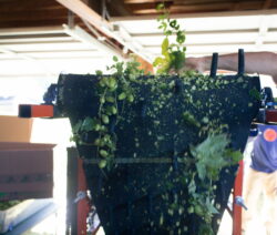 Hopfen Pflückmaschine