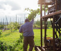 Hopfen Pflückmaschine1