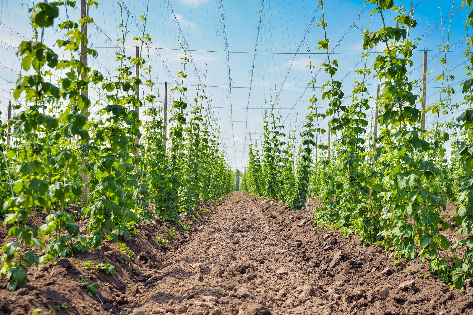Hopfen Die Pflanze Des Bieres Selbst Anbauen Plantura