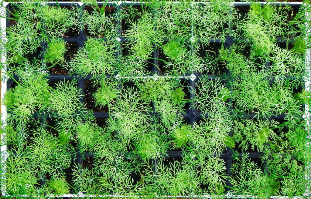 Jungpflanzen Dill im Topf anpflanzen