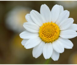 Kamillenblüte (Anthemis Maritima)