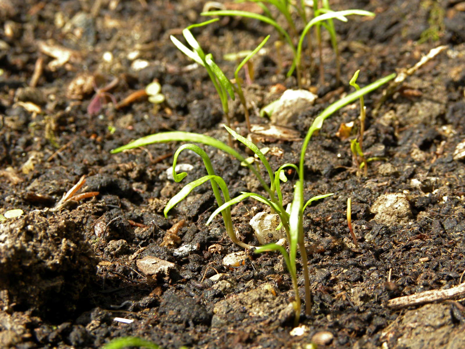 Dill anbauen Das Gurkenkraut aus dem eigenen Garten