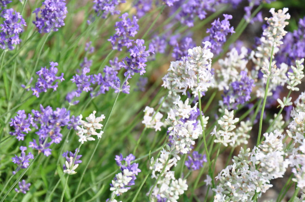 Lavendel Blüten weiß lila Farbenielfalt im Garten