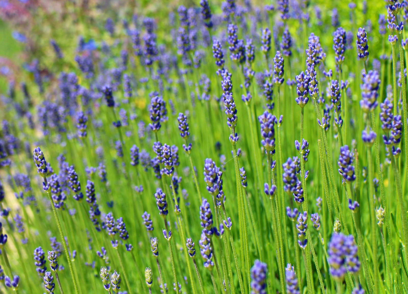 Lavendel Alles zu Sorten, Anbau & Pflege Plantura