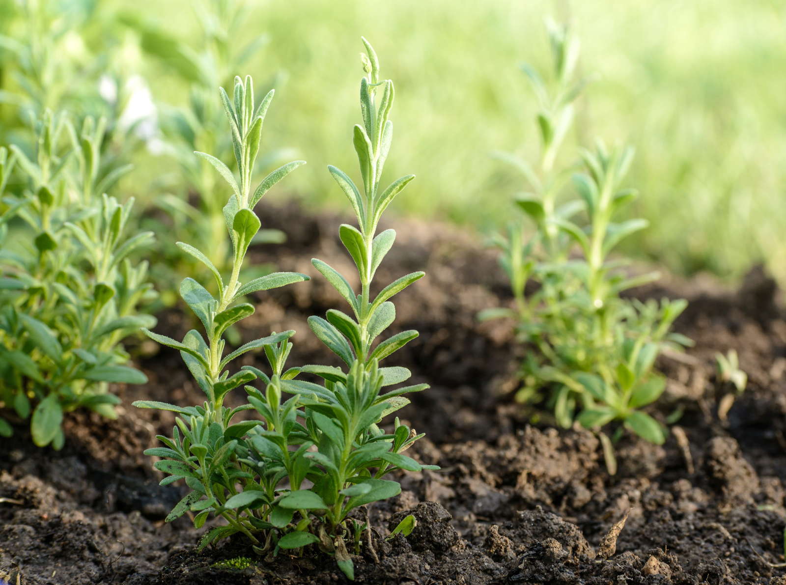 Lavendel Erde