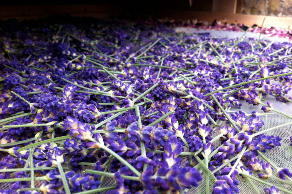 Lavendel getrocknet