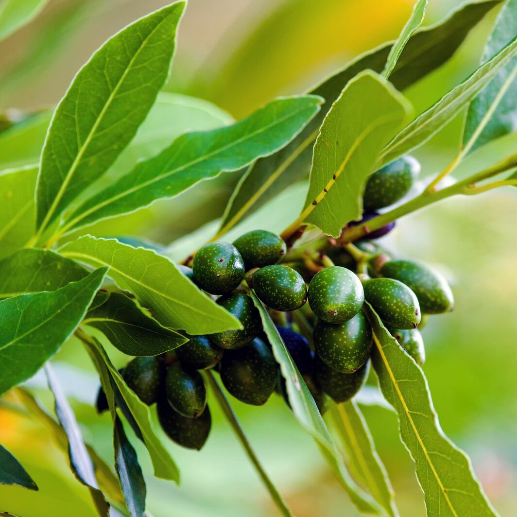 Lorbeer: So gelingt der Anbau im eigenen Garten - Plantura