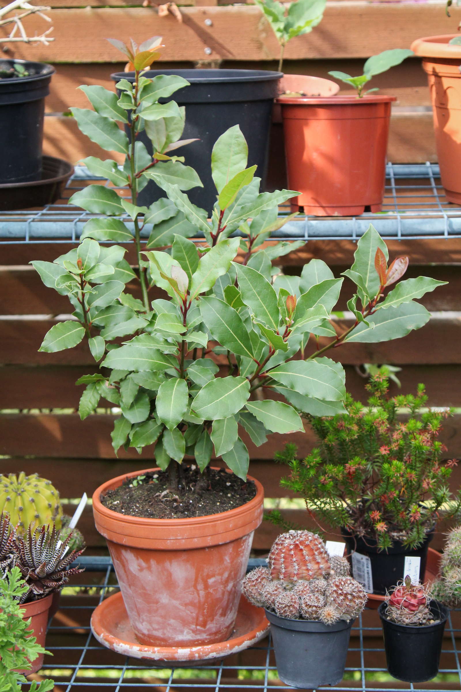 Winterharte Krauter Die Besten Fur Garten Balkon Plantura