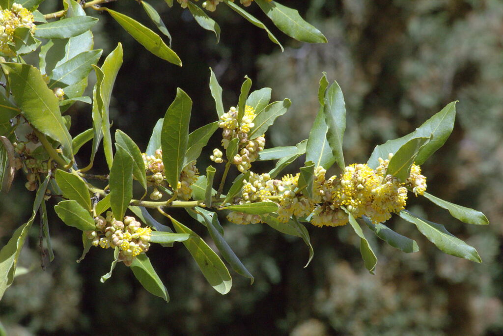 Lorbeer in Blüte