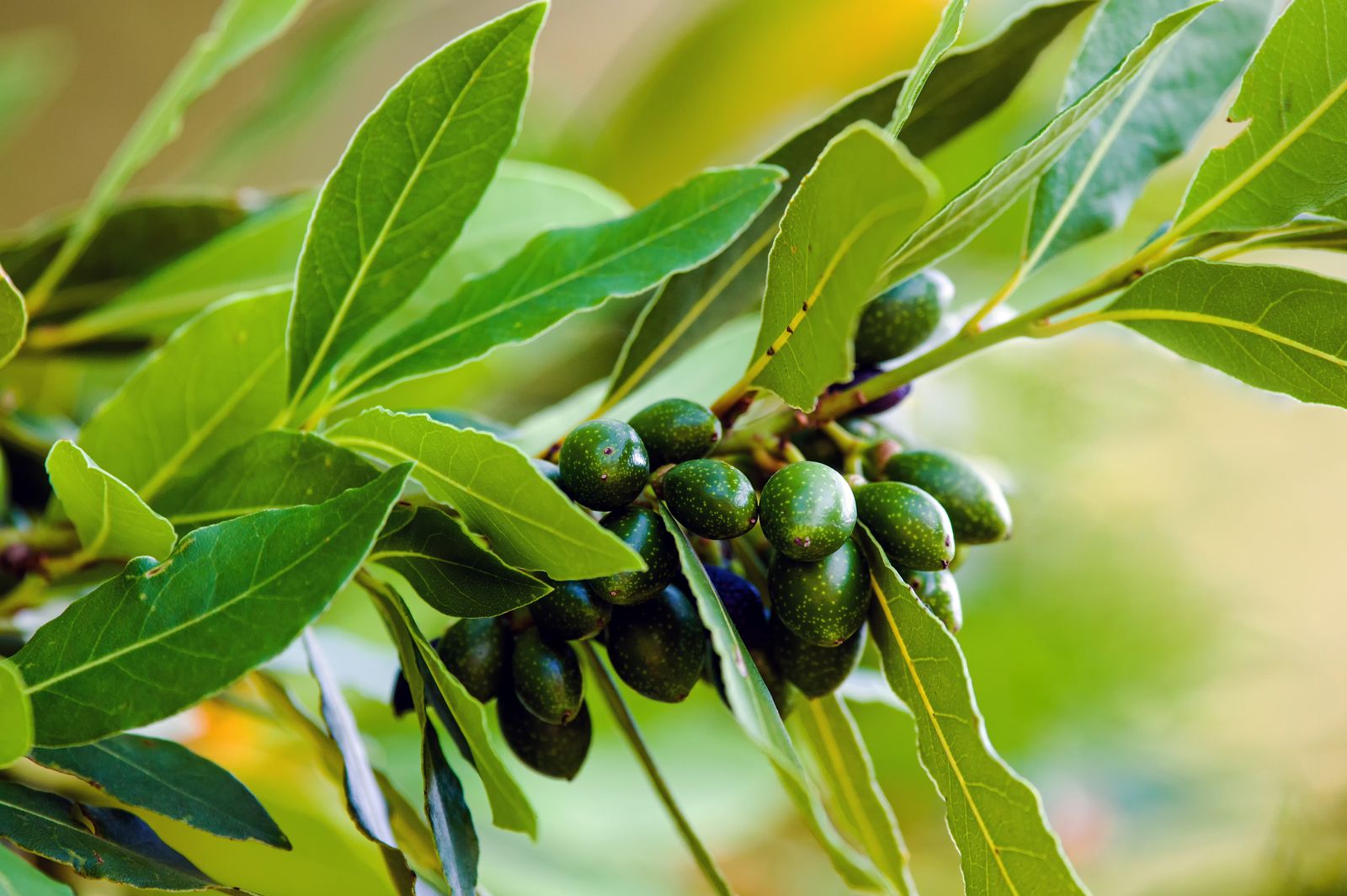 Lorbeer So gelingt der Anbau im eigenen Garten Plantura
