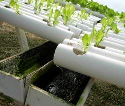Nutrient Film Technique (NFT) Salat Wasserrücklauf