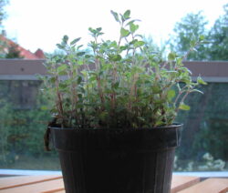 Oregano Im Topf