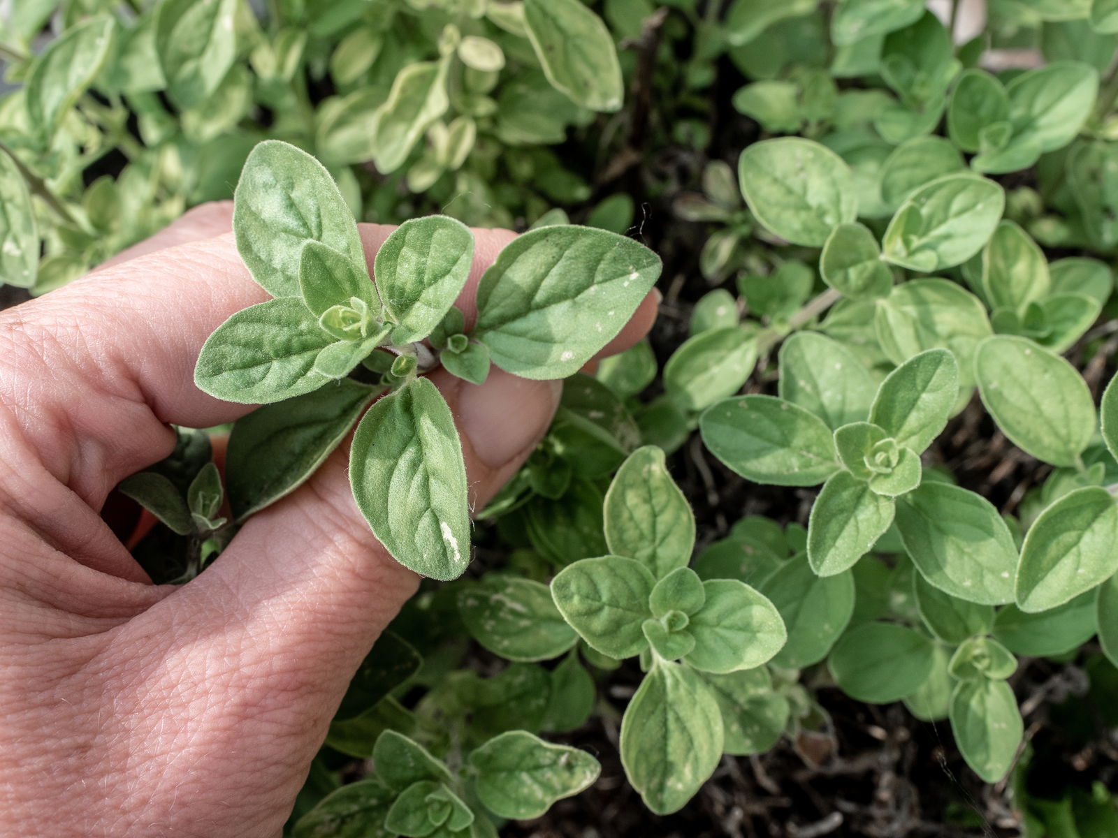 Oregano Anbauen Der Mediterrane Klassiker Im Eigenen Garten