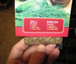 Saatgut Dill