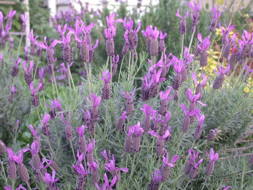 Lavendel im Garten anbauen Schopflavendel