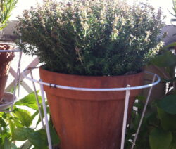 Thymian Topf