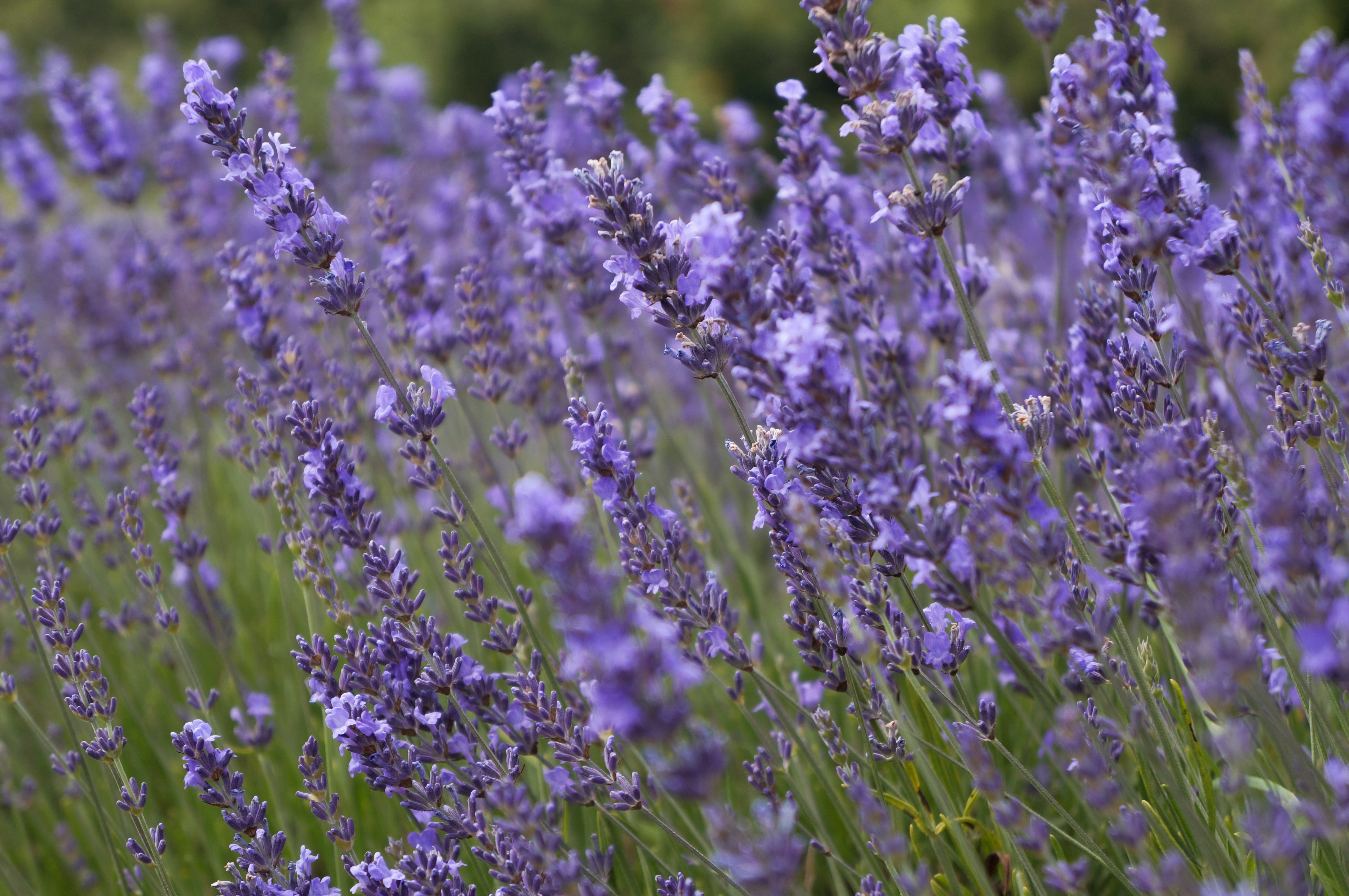 Echter Lavendel Die 25 besten Lavendelsorten Plantura