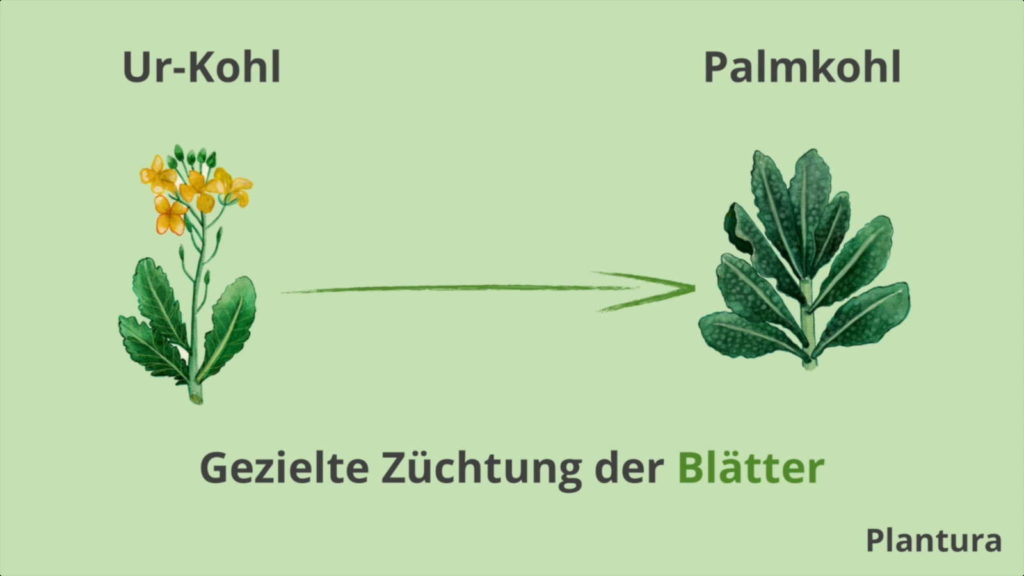 Beim Palmkohl wurden die Blätter gezielt gezüchtet