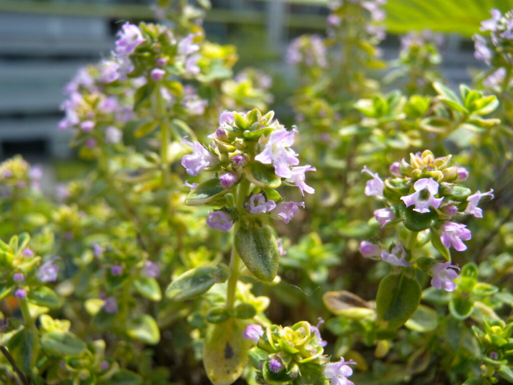 Blüte Thymian Zitronenthymian im Garten