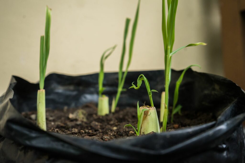 Small lemon grass