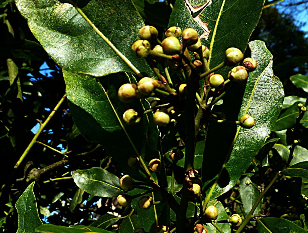 Lorbeer So gelingt der Anbau im eigenen Garten Plantura