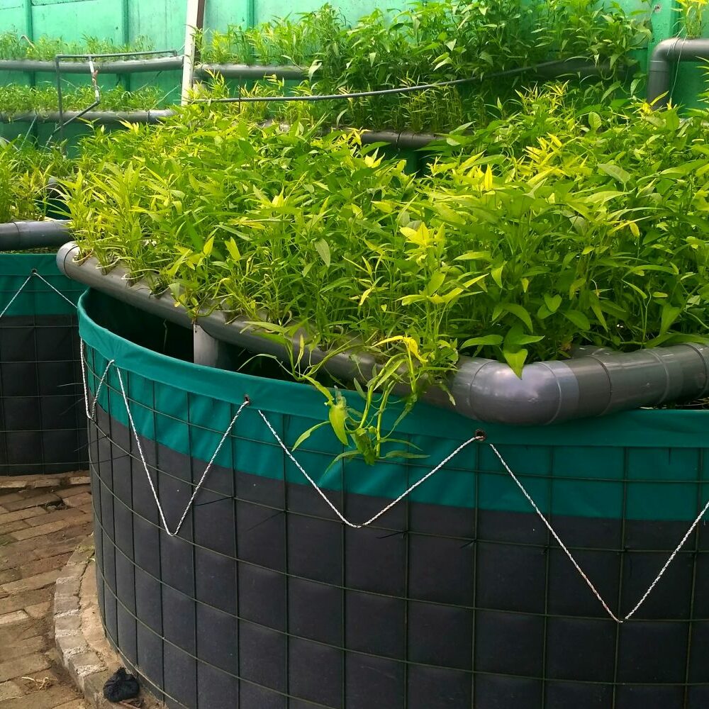 Aquaponik: Gemse trifft Fisch - Plantura