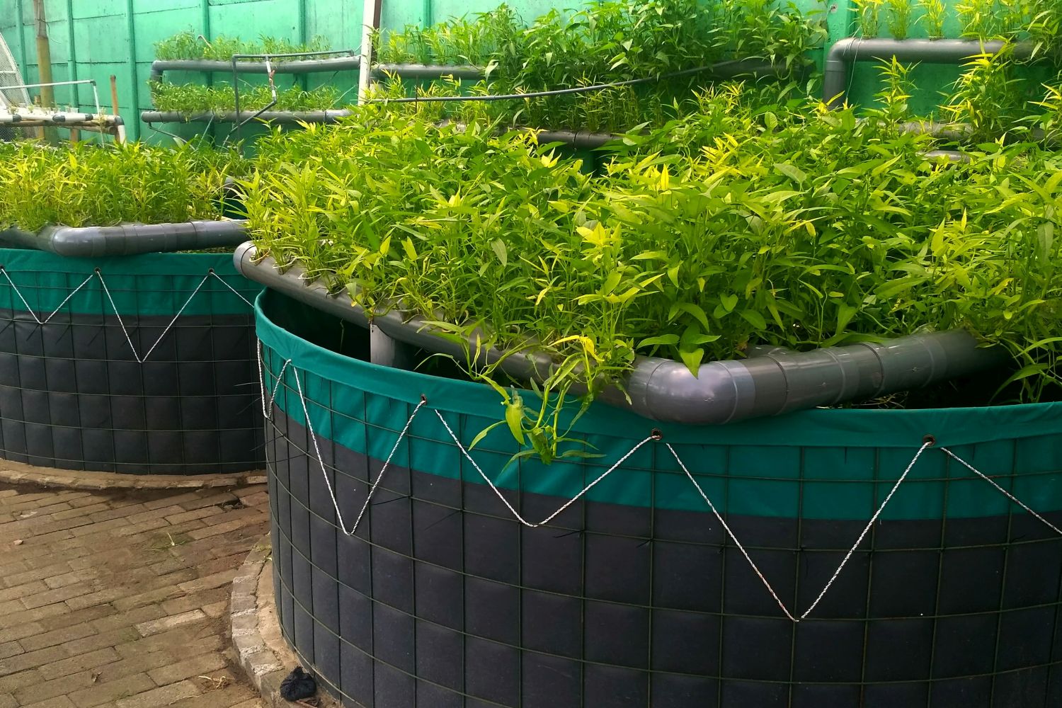 Aquaponik: Gemüse trifft Fisch