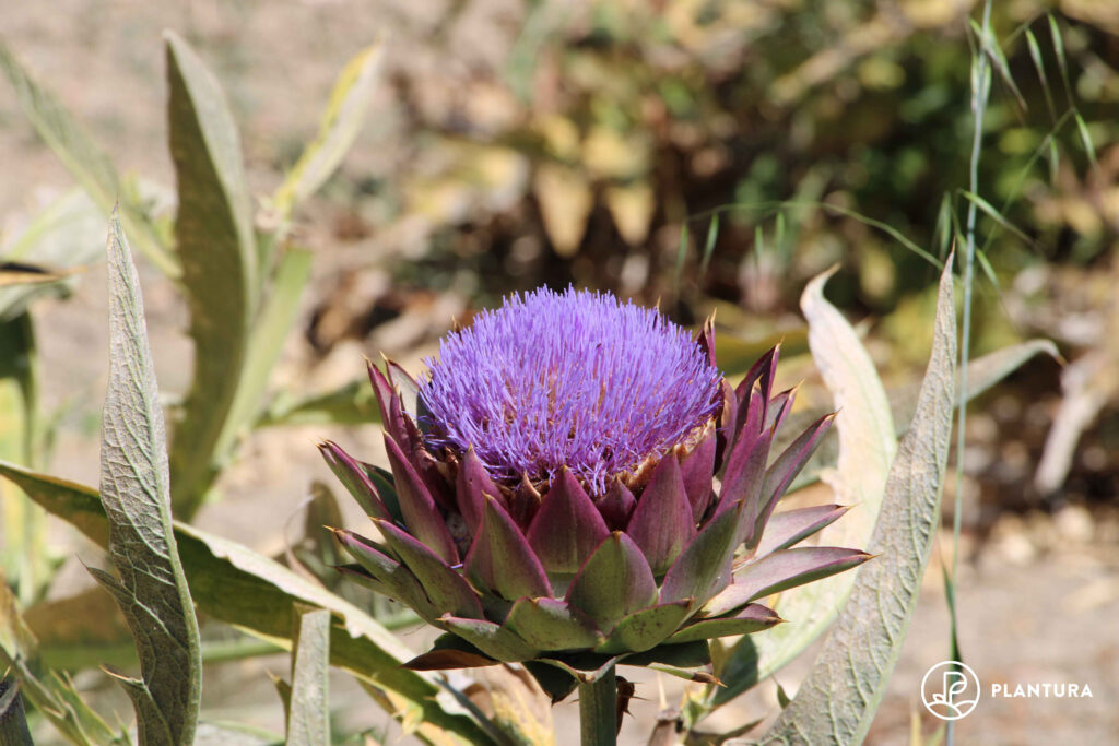 Blüte der Artischocke