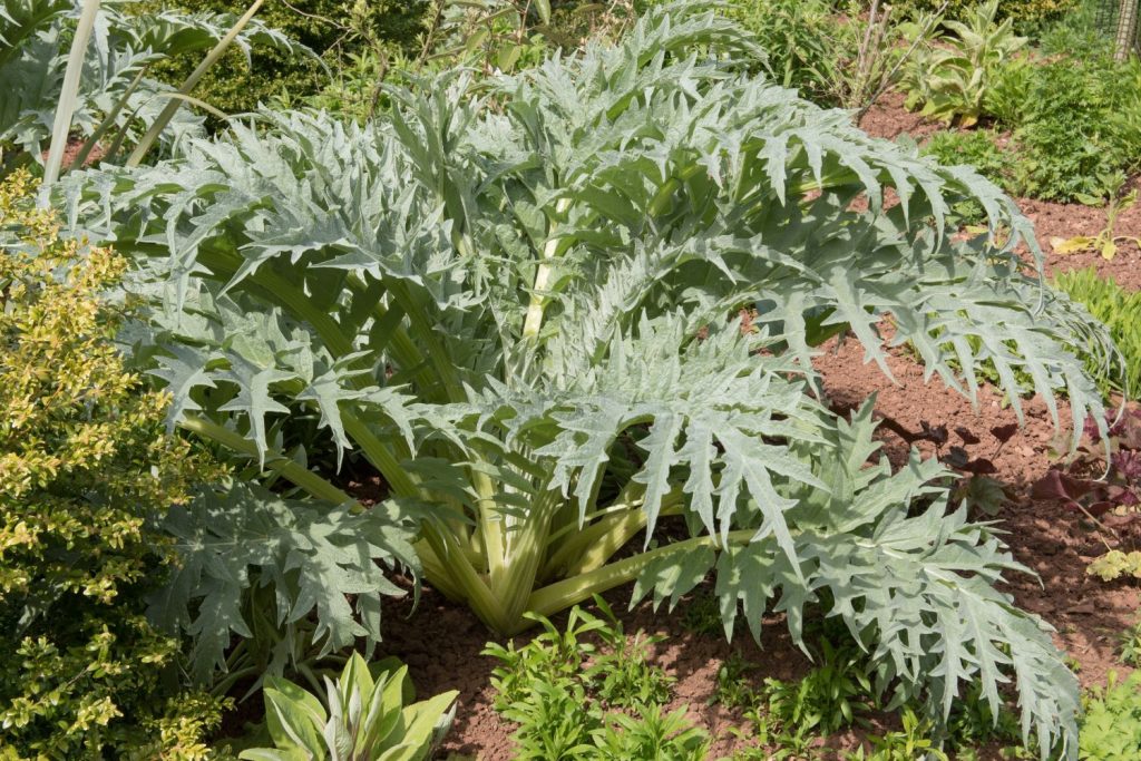 Artischocke im Garten
