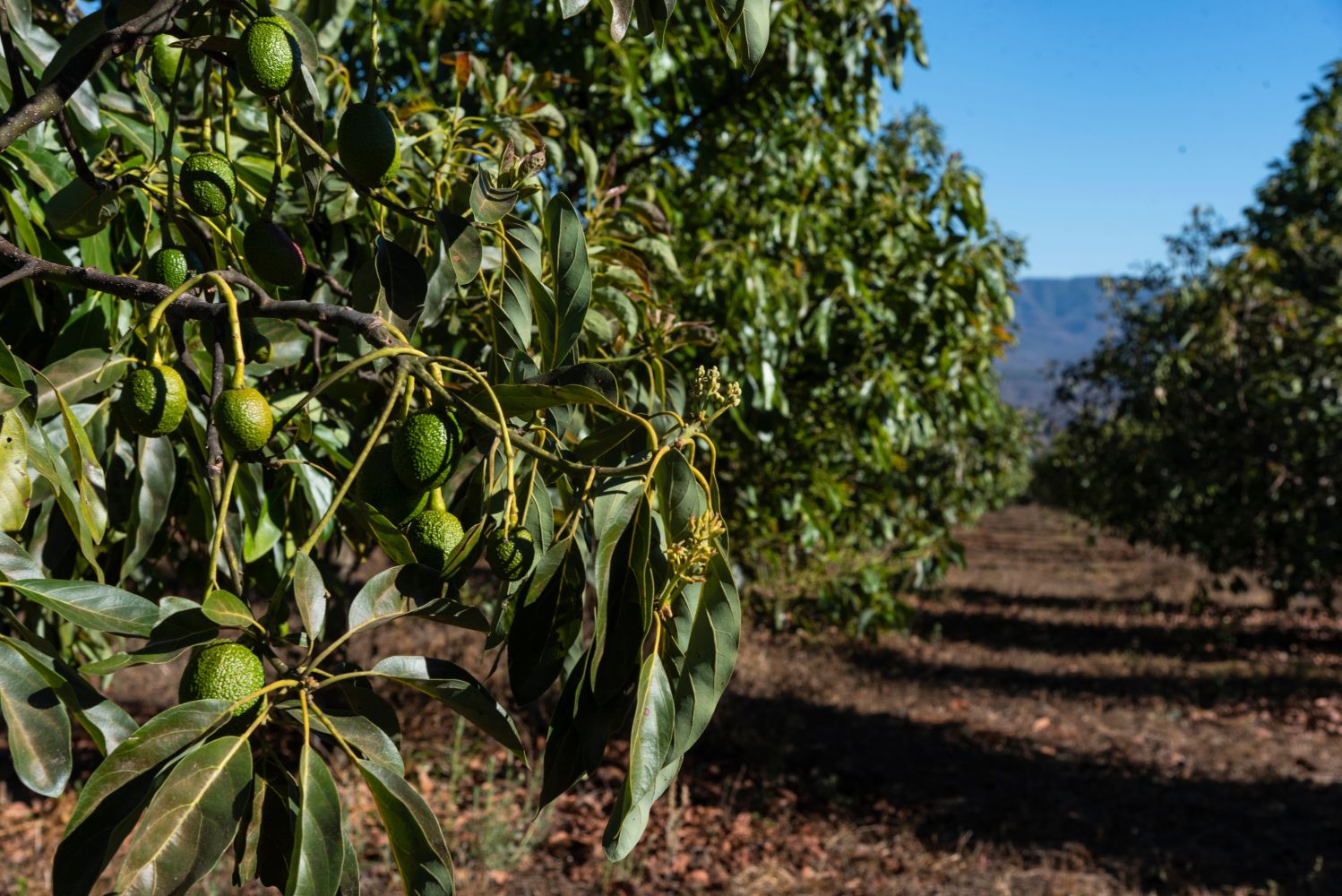 wie-nachhaltig-sind-avocados-plantura