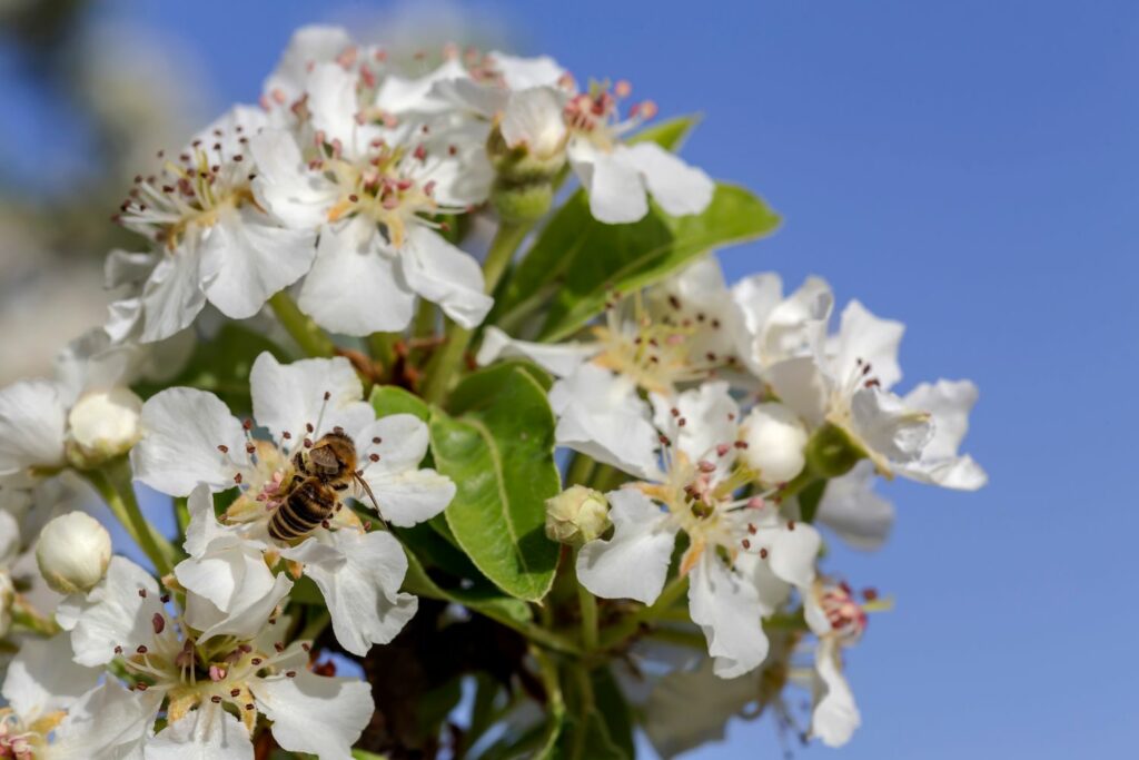 blühender Birnbaum 'Gute Luise'