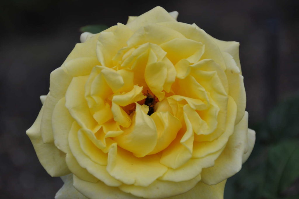Diamonds Forever morbide Rose