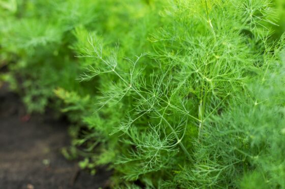Dill: Das Gurkenkraut im Portrait