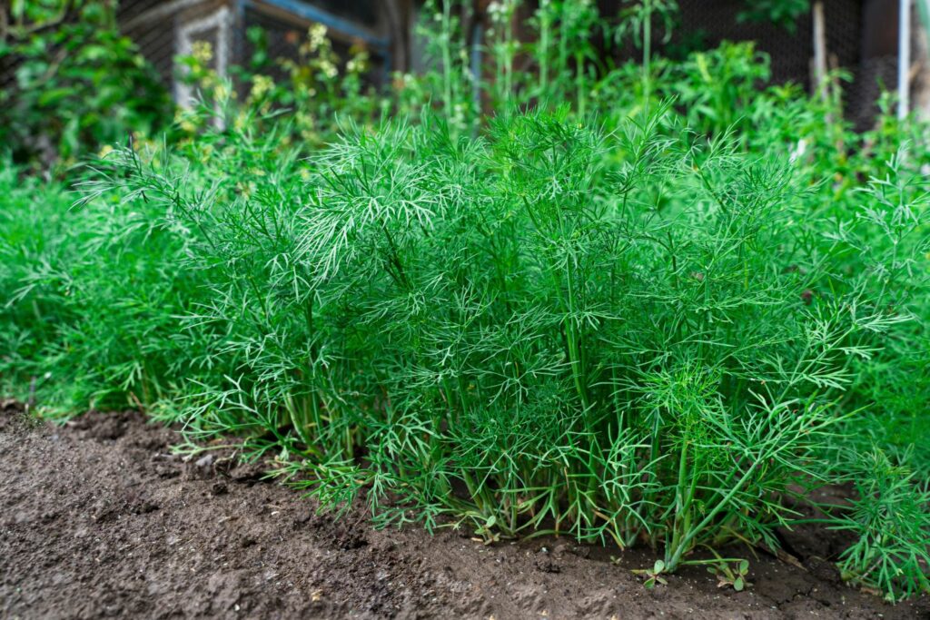 erntereifer Dill